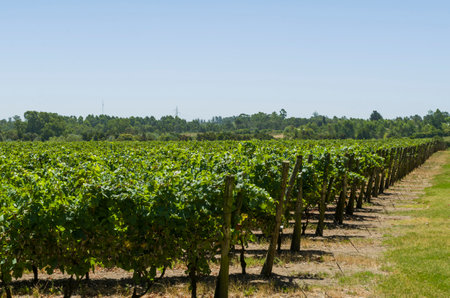 Beautiful vine of European grapes in Uruguayan winery in Canelos region. Moscato grapes.の写真素材