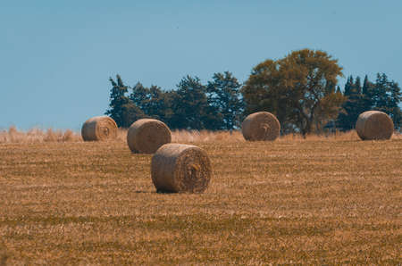 Beautiful panoramic view of hay bales in a uruguay farm field. Clear sky.