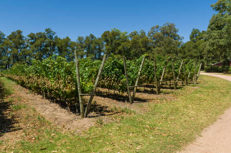 Beautiful vine of European grapes in Uruguayan winery in Canelos region. Moscato grapes.の写真素材