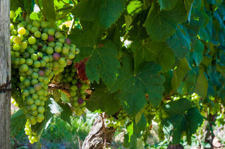 Beautiful vine of European grapes in Uruguayan winery in Canelos region. Moscato grapes.の写真素材