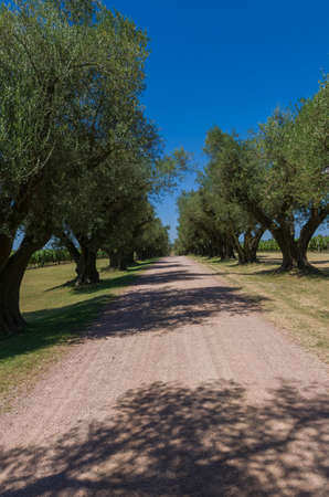 Beautiful dirt path with center olive trees around itの写真素材