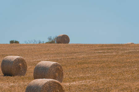 Beautiful panoramic view of hay bales in a uruguay farm field. Clear sky.の写真素材