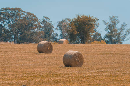 Beautiful panoramic view of hay bales in a uruguay farm field. Clear sky.の写真素材