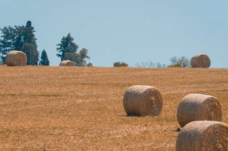 Beautiful panoramic view of hay bales in a uruguay farm field. Clear sky.の写真素材