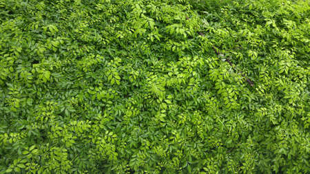 Green bush.の写真素材