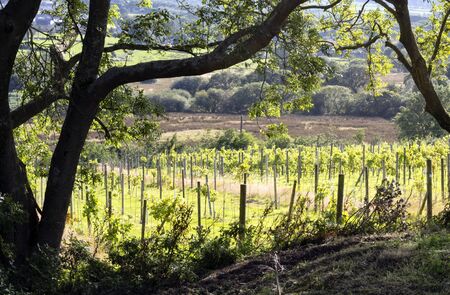 North Wales, Caernarfon. One of the most northerly vineyards in Britain. A summers day. Green lush vegetation.  Late August and grapes grow in the sun.の写真素材