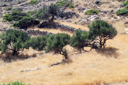 A rural, pastoral scene on the Greek island of Sikinos. The steep hill sides are terraced to give flat ground where olives, vines and other crops can be grown. A view of these traditional fields.の写真素材