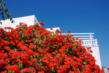 Beautiful, colorful red flowers, Greek island holiday destination of Donoussa. Blue sky and copy space.の写真素材