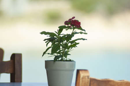 Small pot of flowers on a taverna table at the secluded Greek island of Koufonisi.  Blurred...
