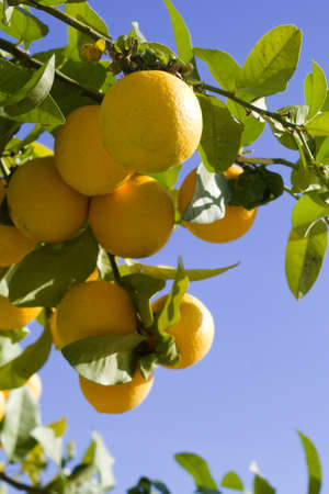 Fresh Mediterranean oranges  Close up view with blurred background  Colorful scenic view Vertical shot with focus on foreground  Copy spaceの写真素材