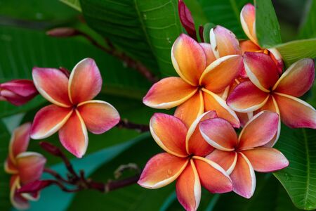 Pink plumeria on the plumeria tree, frangipani tropical flowers.s. Blossom Plumeria flowers on light blurred background. Frangipani close up. Flower background for romantic decoration. Health and Spa concept. thailandの写真素材