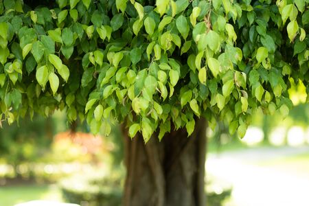 Medium-sized ficus tree growing Bright green leaves On the lawn in the park. Saw the trunk in the middle of the picture. copy space. The background.In the evening after the rain.の写真素材