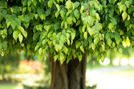 Medium-sized ficus tree growing Bright green leaves On the lawn in the park. Saw the trunk in the...