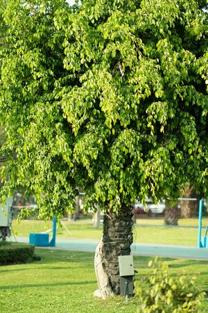 Medium-sized ficus tree growing Bright green leaves On the lawn in the park. Saw the trunk in the middle of the picture. copy space. The background.In the evening after the rain.の写真素材