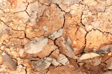 Orange and yellow leaves are dry on cracked ground. Arid land Arid land The surface is gray. Autumn leaves on the ground, leaving only small water of the soil surface.の写真素材