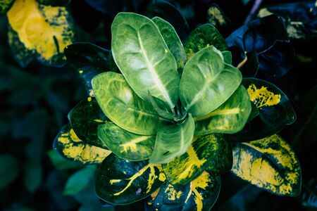 Garden croton. Codiaeum variegatum, Croton, plant with colorful ornamental foliage. Deciduous plant in the botanical garden. Selective focus.の写真素材