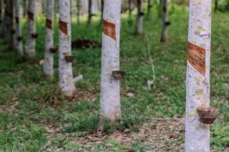 Row of para rubber tree in plantation Rubber tapping. chanthaburi, Thailand. copy paste. Selective focus.の写真素材