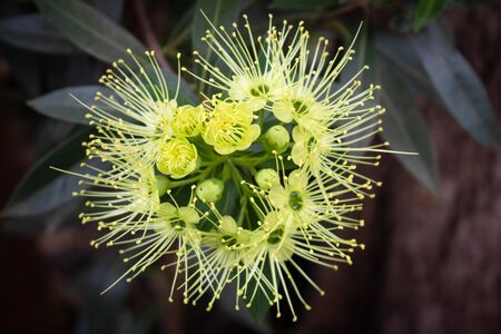 Close up at Blooming and green pollen of Fairy petticoats(Elaeocarpus grandiflorus Sm.) or Lily of the valley decorated in the garden with blurred leaves background.Tropical botany growth in Thailand.の写真素材