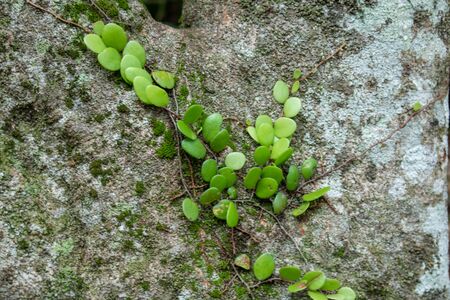 Parasite on the tree,Large trees, twigs, green small plants that stick to trees. Green moss on a tree stump.の写真素材
