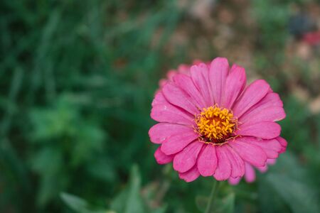 Defocused and blurred image for background. Pink zinnia elegans flowers. Common Zinnia (Zinnia elegans) bloom in garden. copy space. vintage style.の写真素材