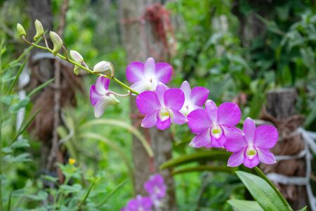 Orchid flower In the back garden. purple and white orchid. Macro. Orchid background. Bouquet of purple renanthera orchids flower in a tropical garden. white orchid. renanthera close up.の写真素材