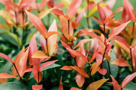 Defocused and blurred image for background. Christina, the bush trees with red and green leaves as...