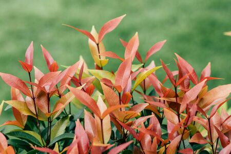Christina, the bush trees with red and green leaves as Christmas color theme. Vintage style.  green background.の写真素材