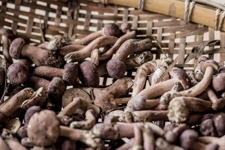 In the summer in the forest there a full baskets with edible mushrooms: boletus, chanterelle.の写真素材