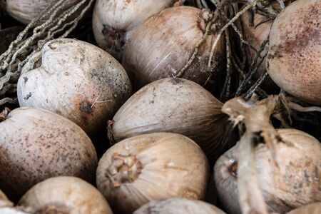 Many Old coconuts. Group of ripe coconuts as raw materials of thai food and use as for background,...