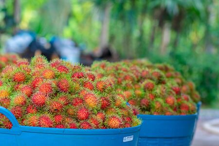 Close up many red rambutan in blue basket. rambutan sweet delicious fruit.background of fresh Thai rambutans. red and green.の写真素材