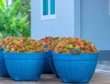 Close up many red rambutan in blue basket. rambutan sweet delicious fruit.background of fresh Thai rambutans. red and green.の写真素材