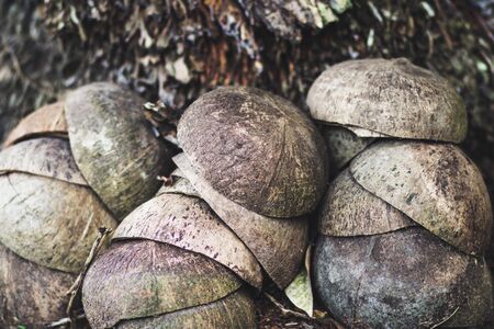 Coconut shell that removes coconut meat. Closeup coconut shell texture with bright background. Pile of discarded coconut husks in Thailand. vintage style. dark.の写真素材