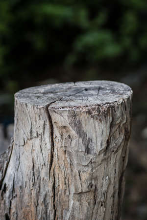 cross section of the tree. wooden background with cracks. Old tree stump. stump of tree felled -...