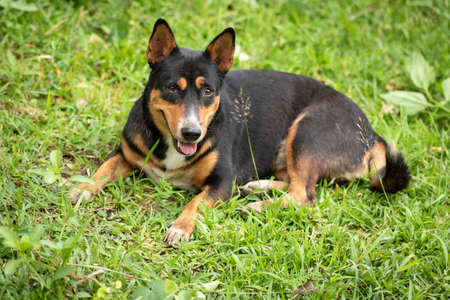 Thai black dogs and females. Sleep on the green grassの写真素材
