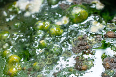 Green mold background. Mold on water background, fungus, bacteria , Mold growth on surface. polluted water. bubble the fungus.の写真素材