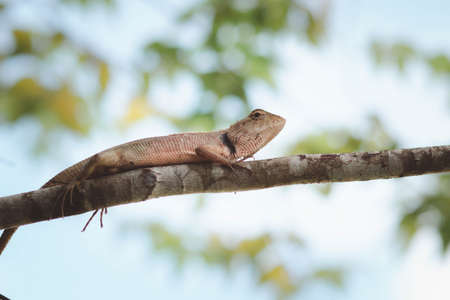 A chameleon perched on a branch. Chameleon to blend in with nature, perched on a branch.の写真素材