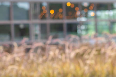 Blurred background with orange, red, light, blue, green, bokeh. Pennisetum grass with soft focus and pastel tones.の写真素材
