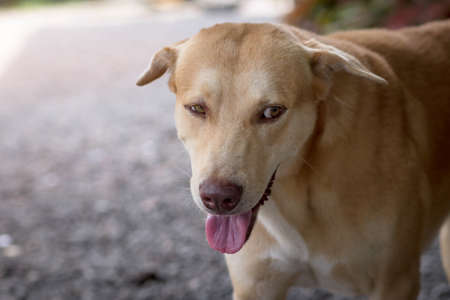 Brown puppy lovely puppy. Big domestic dog lying on the floor. Cute dog.の写真素材