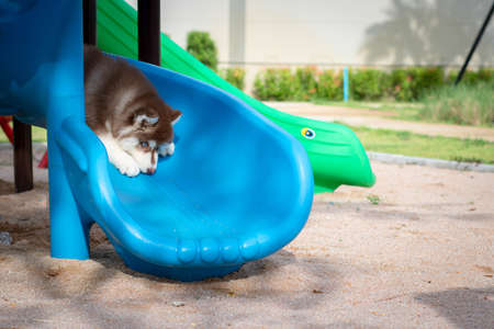 Cute siberian husky puppy in the playground. dog jumps on the playground.の写真素材