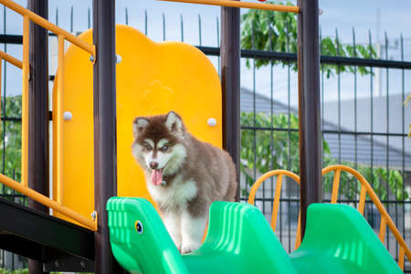 Cute siberian husky puppy in the playground. dog jumps on the playground.の写真素材