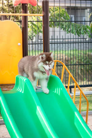 Cute siberian husky puppy in the playground. dog jumps on the playground.の写真素材
