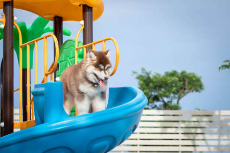 Cute siberian husky puppy in the playground. dog jumps on the playground.の写真素材