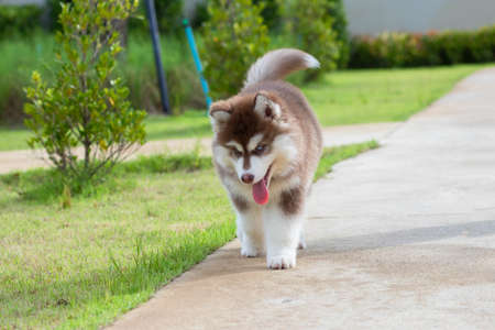 Cute siberian husky puppy on grass. siberian husky puppy outdoors on a walk. little red and white blue eyed siberian husky puppy.の写真素材