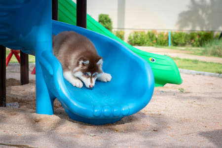 Cute siberian husky puppy in the playground. dog jumps on the playground.の写真素材