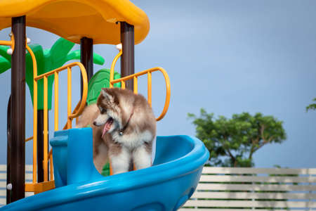 Cute siberian husky puppy in the playground. dog jumps on the playground.の写真素材