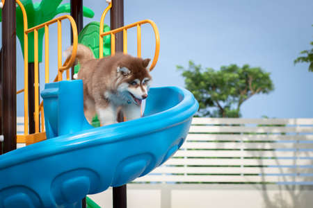 Cute siberian husky puppy in the playground. dog jumps on the playground.の写真素材