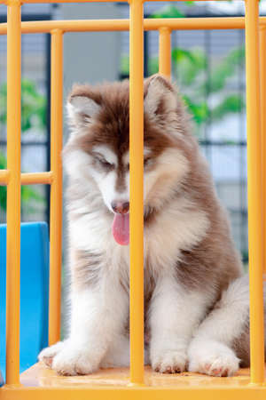 Cute siberian husky puppy in the playground. dog jumps on the playground.の写真素材