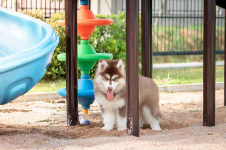 Cute siberian husky puppy in the playground. dog jumps on the playground.の写真素材