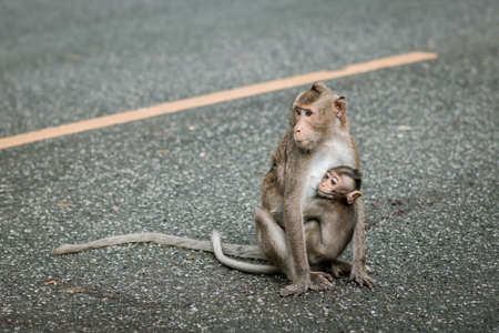 Monkey mother with baby monkey on gray road background. Cute baby vervet monkey. Baby monkey eating milk from the mother. Copy space. Vintage style.の写真素材