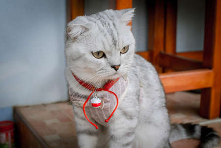 Fluffy gray beautiful adult cat, breed scottish-fold, very close up portrait Beautiful feline cat at home.の写真素材